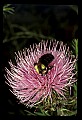 01025-00091-Pink Flowers-Bumble Bee on Field Thistle.jpg