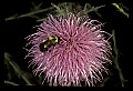 01025-00092-Pink Flowers-Bumble Bee on Field Thistle.jpg