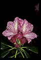 01025-00093-Pink Flowers-Catawba Rhododendron.jpg