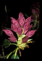 01025-00094-Pink Flowers-Catawba Rhododendron.jpg