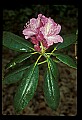 01025-00095-Pink Flowers-Catawba Rhododendron.jpg
