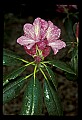 01025-00096-Pink Flowers-Catawba Rhododendron.jpg