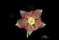 01025-00098-Pink Flowers-Garden Columbine.jpg