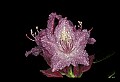 01025-00101-Pink Flowers-Catawba Rhododendron.jpg