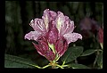 01025-00102-Pink Flowers-Catawba Rhododendron.jpg