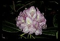 01025-00103-Pink Flowers-Catawba Rhododendron.jpg