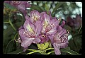 01025-00104-Pink Flowers-Catawba Rhododendron.jpg