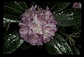 01025-00105-Pink Flowers-Catawba Rhododendron.jpg