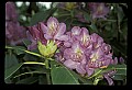 01025-00106-Pink Flowers-Catawba Rhododendron.jpg