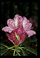 01025-00107-Pink Flowers-Catawba Rhododendron.jpg
