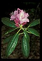 01025-00110-Pink Flowers-Catawba Rhododendron.jpg