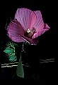01025-00113-Pink Flowers-Rose Mallow.jpg