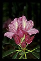 01025-00114-Pink Flowers-Catawba Rhododendron.jpg