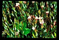 01025-00120-Pink Flowers-Small Cranberry.jpg