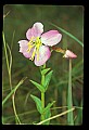 01025-00124-Pink Flowers-Maryland Meadow Beauty.jpg