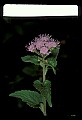 01025-00129-Pink Flowers-Mistflower.jpg