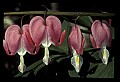 01025-00149-Pink Flowers-Bleeding Heart.jpg