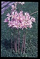 01025-00156-Pink Flowers-Surprise Lily.jpg