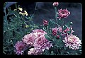 01025-00157-Pink Flowers-Chrysanthemum.jpg