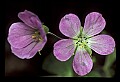 01025-00158-Pink Flowers-Wild Geranium.jpg