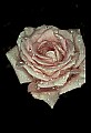 01025-00159-Pink Flowers-Pink Rose.jpg