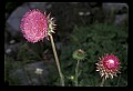01025-00160-Pink Flowers-Nodding Thistle.jpg