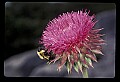 01025-00163-Pink Flowers-Nodding Thistle with Bumblebee.jpg
