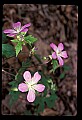01025-00164-Pink Flowers-Wild Geranium.jpg