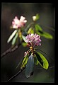 01025-00167-Pink Flowers-Great Rhododendron.jpg