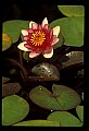 01025-00175-Pink Flowers-Water Lily.jpg