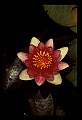 01025-00179-Pink Flowers-Water Lily.jpg