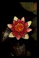01025-00180-Pink Flowers-Water Lily.jpg