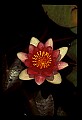 01025-00182-Pink Flowers-Water Lily.jpg