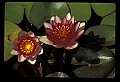 01025-00183-Pink Flowers-Water Lily.jpg