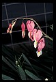 01025-00190-Pink Flowers-Bleeding Hearts.jpg