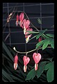 01025-00191-Pink Flowers-Bleeding Hearts.jpg