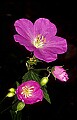 1-6-07-00005 wild geranium.jpg
