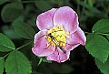 1-6-07-00006 long-horned beetle on wild rose.jpg