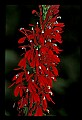 00000-00619-Cardinal Flower.jpg