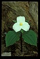 01005-00004-White Flowers-Trillium.jpg