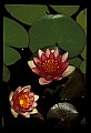 01020-00001-Red Flowers-Red Water Lily.jpg