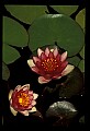 01020-00002-Red Flowers-Red Water Lily.jpg