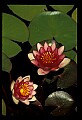 01020-00003-Red Flowers-Red Water Lily.jpg