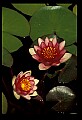 01020-00004-Red Flowers-Red Water Lily.jpg
