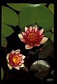 01020-00005-Red Flowers-Red Water Lily.jpg