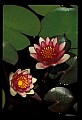 01020-00006-Red Flowers-Red Water Lily.jpg