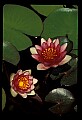 01020-00007-Red Flowers-Red Water Lily.jpg