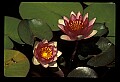 01020-00008-Red Flowers-Red Water Lily.jpg