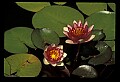 01020-00009-Red Flowers-Red Water Lily.jpg