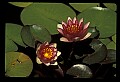 01020-00010-Red Flowers-Red Water Lily.jpg
